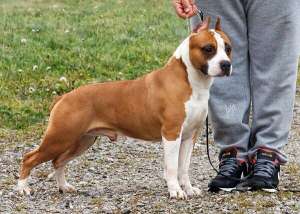 Catei Amstaff