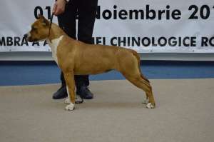 Catei Amstaff