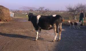 Vand 4 juninci holstein gestante vor fata in 3-4luni, 