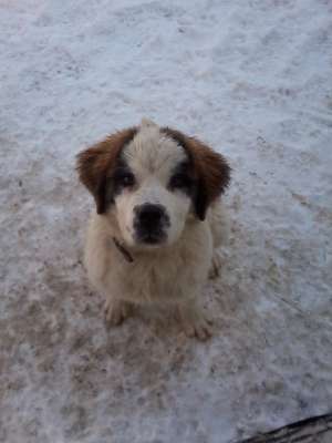 Vand pui femela Saint Bernard
