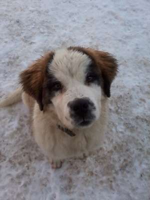Vand pui femela Saint Bernard
