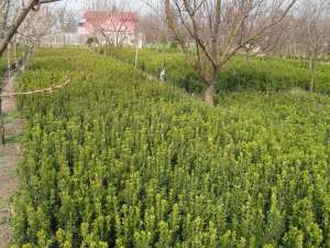 Rulouri de gazon buxus si tuia