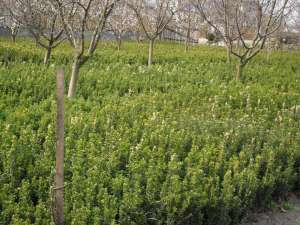 Rulouri de gazon buxus si tuia