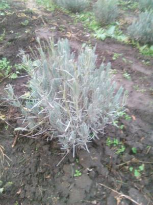 Butasi de lavanda !