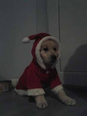vand puiuti labrador