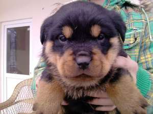 Rottweiler de vanzare