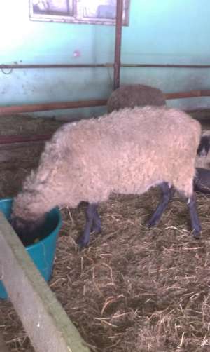 Vand  150 oi carabase fatate pe alese la bucata sau la turma , 