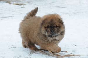 vand pui chow-chow