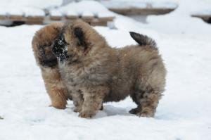 vand pui chow-chow
