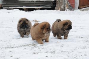 vand pui chow-chow