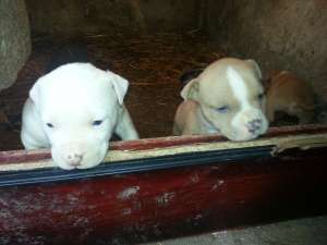 Vand puii amstaff