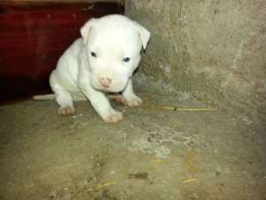 Vand puii amstaff