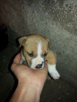 Vand puii amstaff