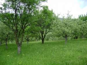 Teren 3600mp,  Central zona turistica intravilan Lotrioara