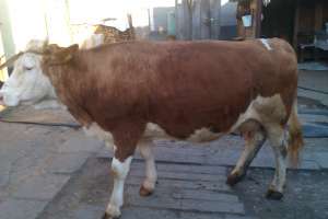 vaca baltata germana
