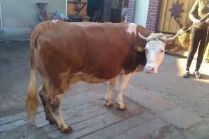 vaca baltata germana