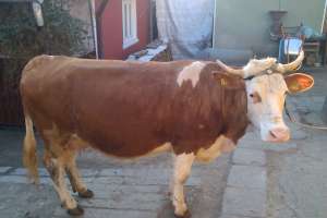 vaca baltata germana