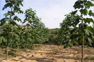 Paulownia copacii cu cea mai rapida crestere.