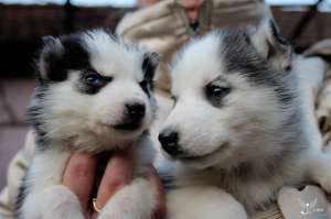 Husky siberian pui de vanzare