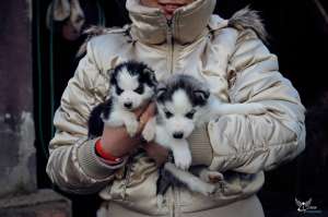 Husky siberian pui de vanzare