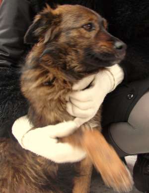 catelusa metis  talie mica spre adoptie