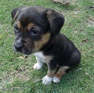 ADAPOST CATEI OFERA SPRE ADOPTIE CATELUSI