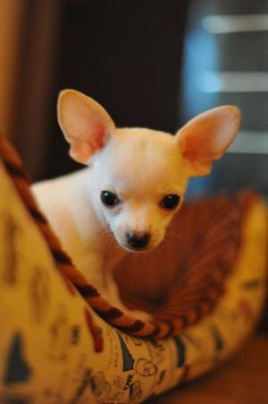 Vand pui chihuahua