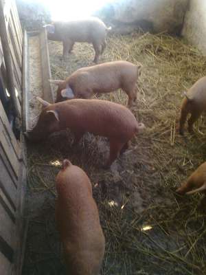 vand purcei mangalita