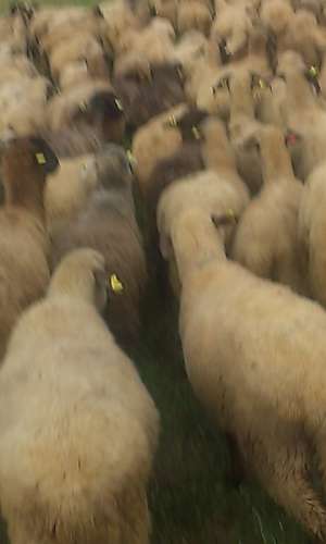 Vand 200 oi carabase cu 170 miei si 50 gestante.u