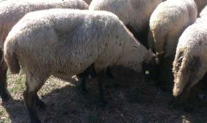 Vand 200 oi carabase cu 170 miei si 50 gestante.u