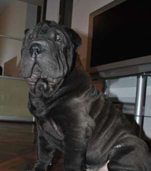 pui shar-pei
