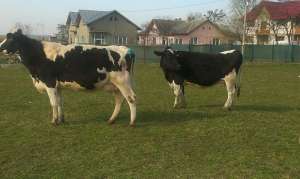 Vand 2 vaci holstein cu transport inclus.garantat peste 35 l lapte.