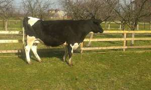 Vand 2 vaci holstein cu transport inclus.garantat peste 35 l lapte.