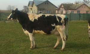 Vand 2 vaci holstein cu transport inclus.garantat peste 35 l lapte.