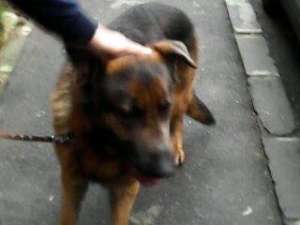 DRESAJ CANIN LA DOMICILIU!PLATA IN RATE!