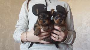 vand catei Yorkshire Terrier