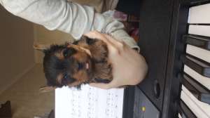 vand catei Yorkshire Terrier