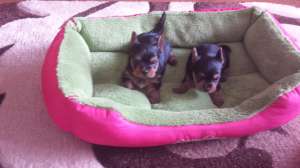 vand catei Yorkshire Terrier