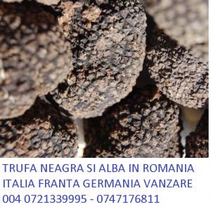 TRUFA NEAGRA 0721339995 DE VANZARE ROMANIA
