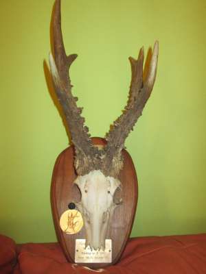 Vand trofee caprior medalie aur