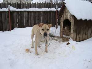 vand mascul amstaff