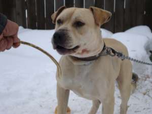 vand mascul amstaff