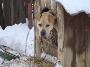 vand mascul amstaff