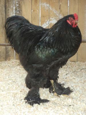 Pasari brahma