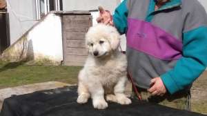 Kuvasz căței de v�nzare