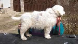 Kuvasz căței de v�nzare