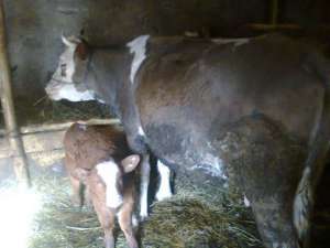 Vand vaca recent fatata