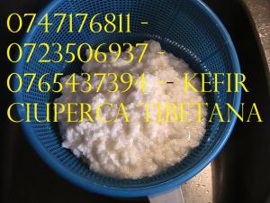CIUPERCA KEFIR DE LAPTE 0721339995 CIUPERCA TIBETANA ORIUNDE IN ROMANIA