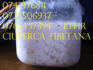 CIUPERCA KEFIR DE LAPTE 0721339995 CIUPERCA TIBETANA ORIUNDE IN ROMANIA