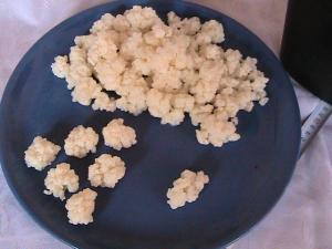 CIUPERCA KEFIR DE LAPTE 0721339995 CIUPERCA TIBETANA ORIUNDE IN ROMANIA